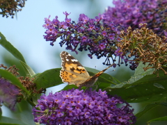 Vanessa cardui