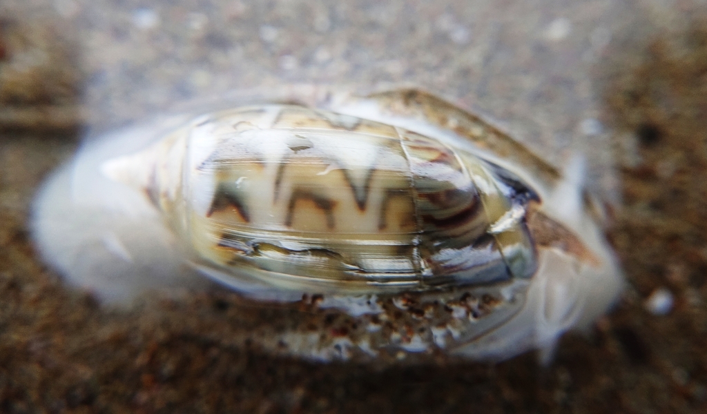 Oliva undatella