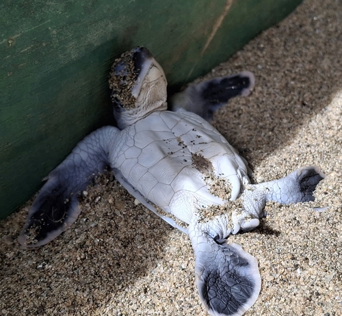 Green Sea Turtle