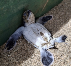 Green Sea Turtle