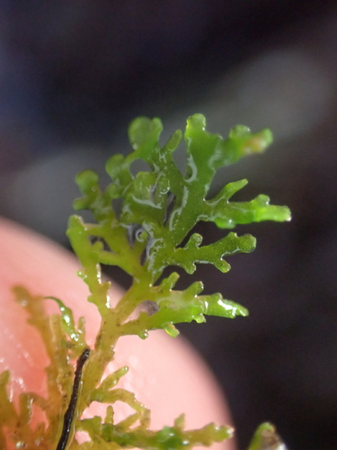Image of Riccardia chamedryfolia by no rights reserved