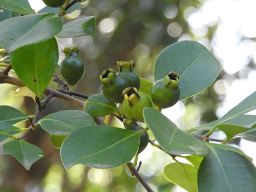 Psidium cattleyanum iNat (1)
