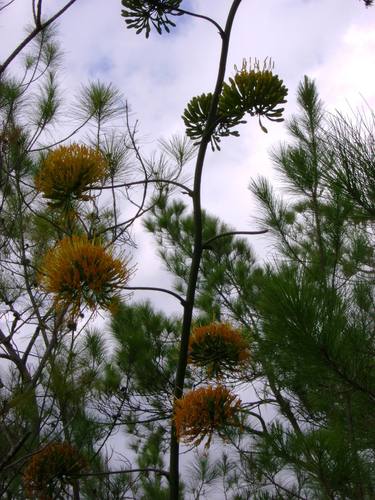 Agave intermixta