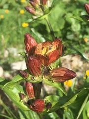 Gentiana purpurea