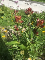 Gentiana purpurea