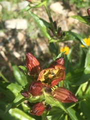 Gentiana purpurea
