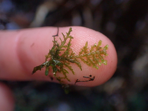 Image of Riccardia chamedryfolia by no rights reserved