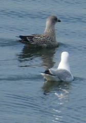 Larus argentatus