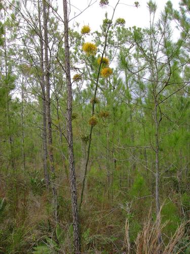 Agave intermixta