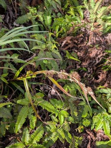 Rhynchospora sclerioides observed 2025-02-25