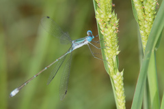 Lestes forficula
