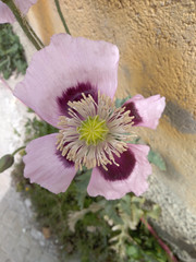 Papaver somniferum somniferum