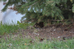 Coturnicops noveboracensis