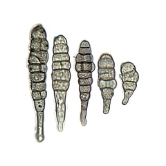 Mancha-de-Alternaria (Alternaria brassicae)