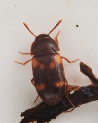 Mycetophagus quadriguttatus