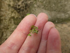 Capsella bursa-pastoris