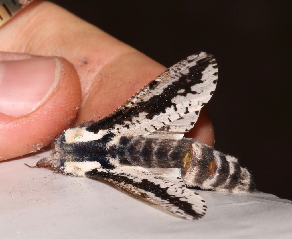 Morpheis clenchi