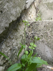 Capsella bursa-pastoris