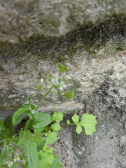 Capsella bursa-pastoris