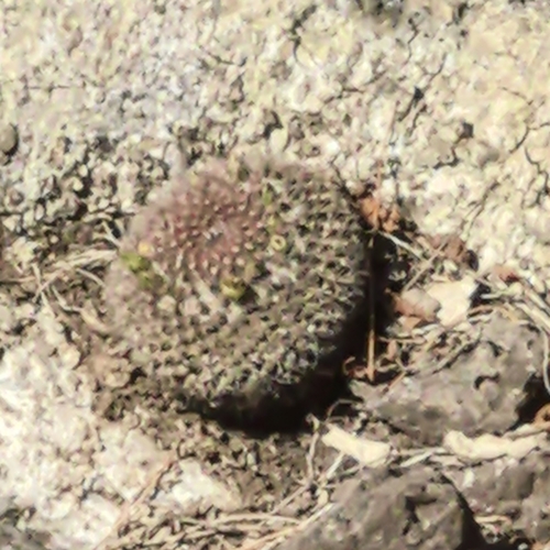 Mammillaria bocensis