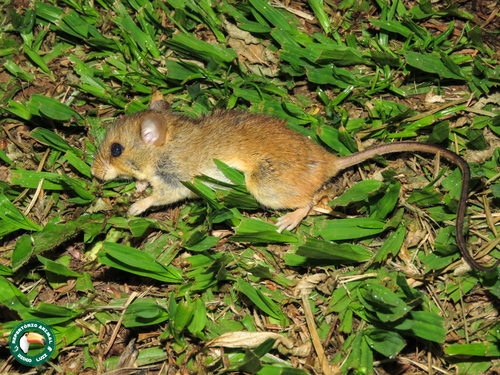 Cleft-headed Juliomys (Juliomys rimofrons) — Near Threatened Mammalia