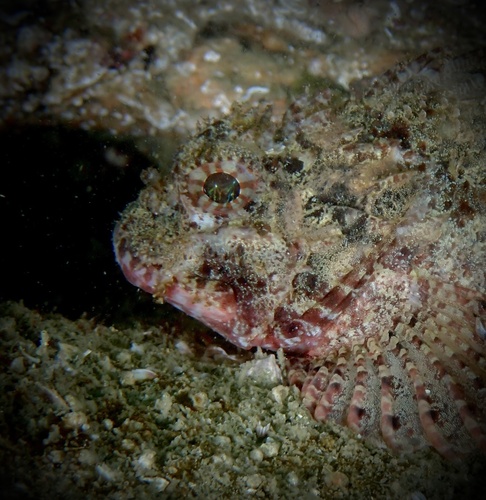 Parascorpaena aurita observed 2025-02-22