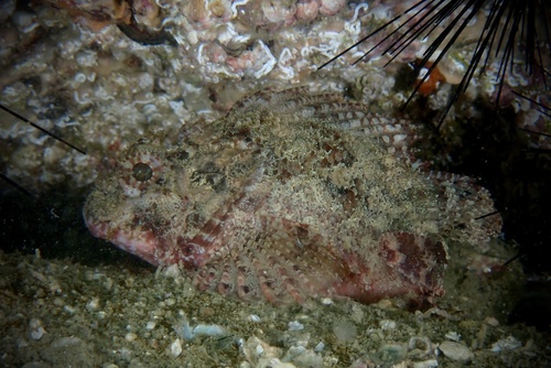 Byno scorpionfish (Parascorpaena aurita) — Scorpaenidae