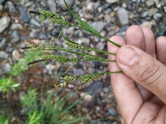 Carex appendiculata