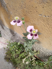 Papaver somniferum somniferum