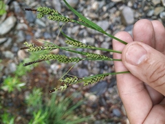 Carex appendiculata