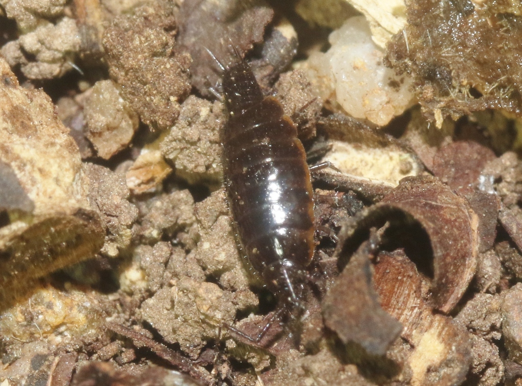 Uluguroscia