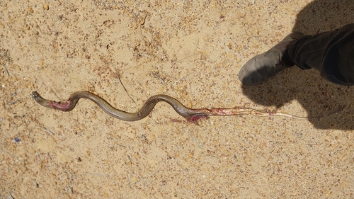 Mulga Snake sighting