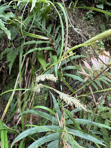 Carex dolichostachya iNat (1)