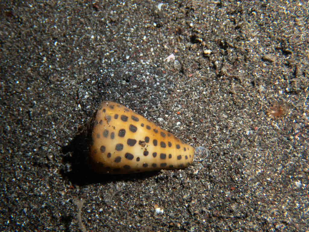Ivory cone