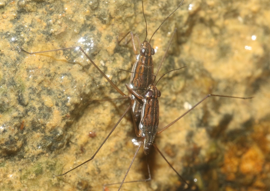 Onychotrechus rhexenor