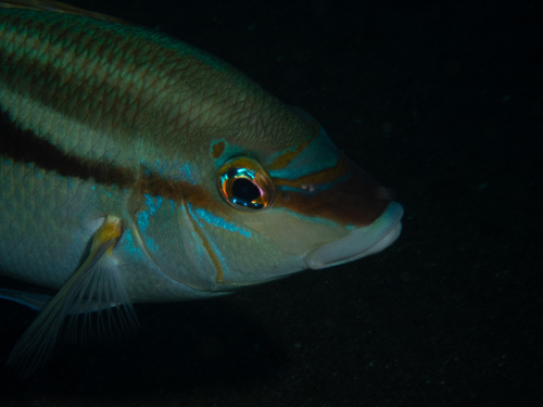 Bald-spot monocle bream (Scolopsis temporalis) — Nemipteridae — 3