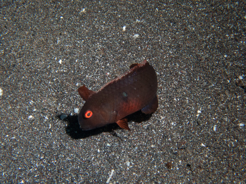 Fivefinger Razorfish