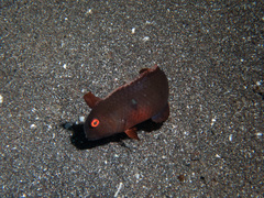 Fivefinger Wrasse photo 2