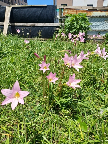 Image of Zephyranthes robusta by (c) JG, some rights reserved (CC BY)