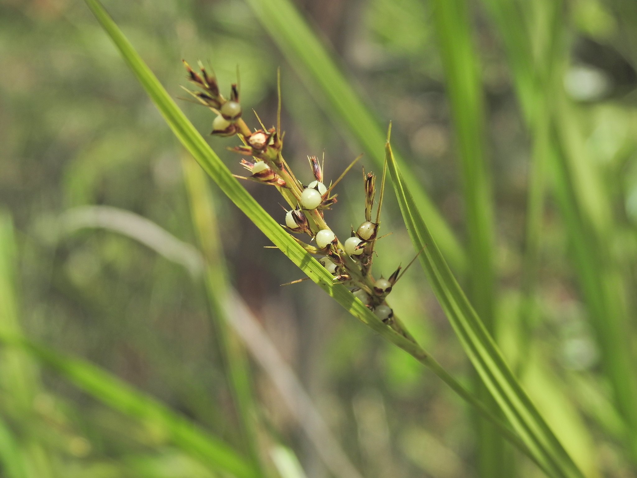 Scleria levis