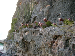 Melocactus intortus domingensis