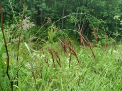 Bromus inermis arcticus