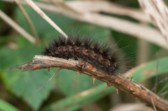Spilosoma lubricipeda