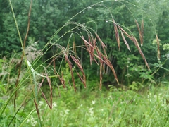 Bromus inermis arcticus