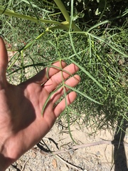 Angelica lineariloba