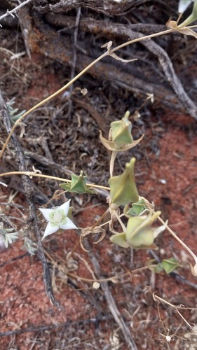Gunniopsis rodwayi, 2024-11-08