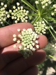 Angelica lineariloba