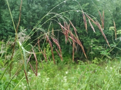 Bromus inermis arcticus