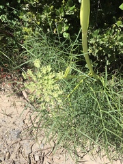 Angelica lineariloba