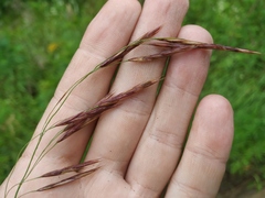 Bromus inermis arcticus